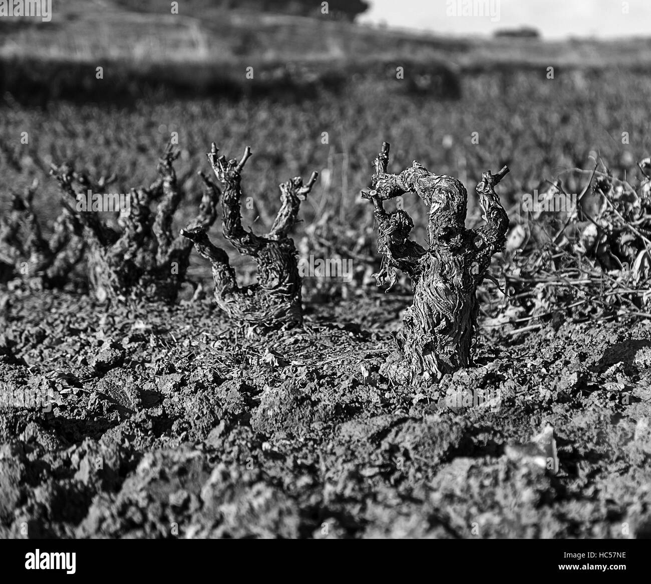 Vignobles à sec à l'automne à la campagne, l'agriculture et de la nature Banque D'Images