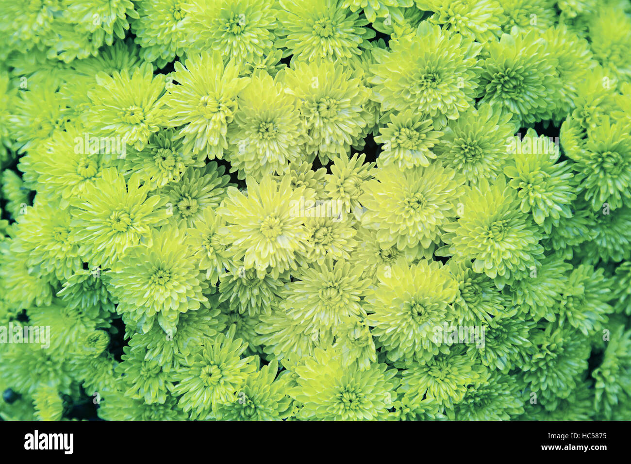 Bouquet de marguerites jaunes, d'un fleuriste et décoration Banque D'Images