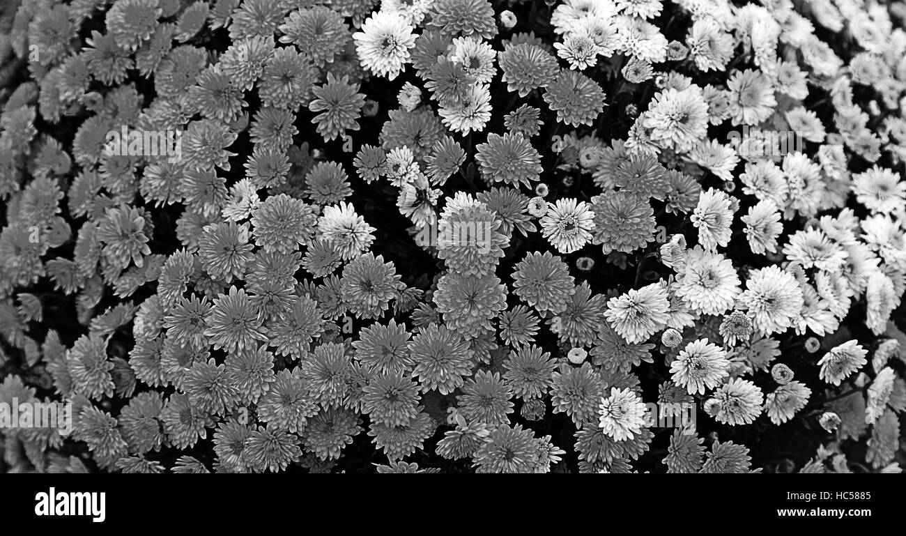 Bouquet de marguerites jaunes, d'un fleuriste et décoration Banque D'Images