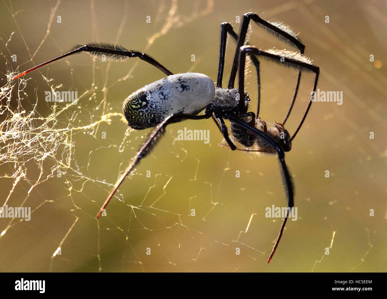 Un Orb-Spider web juste après avoir pris une abeille et paralyse avec son venin. Banque D'Images