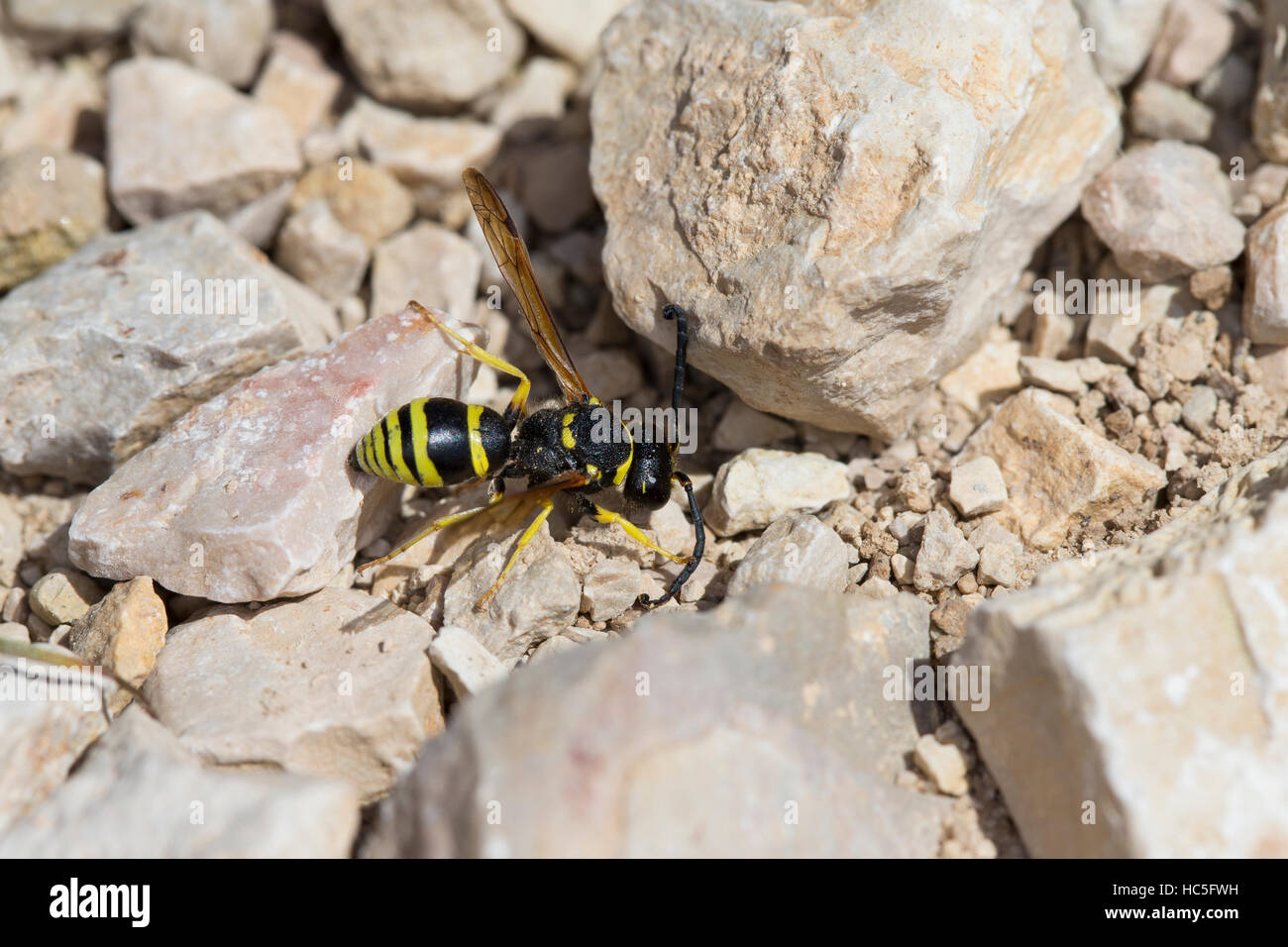 Schornsteinwespe Schornstein-Wespe, Odynerus, consobrinus, Mason, Wasp wasp Potter, Mason les guêpes, guêpes, Potter, Lehmwespe Lehmwespen Eumenidae, Banque D'Images