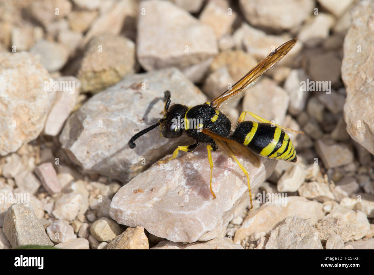 Schornsteinwespe Schornstein-Wespe, Odynerus, consobrinus, Mason, Wasp wasp Potter, Mason les guêpes, guêpes, Potter, Lehmwespe Lehmwespen Eumenidae, Banque D'Images