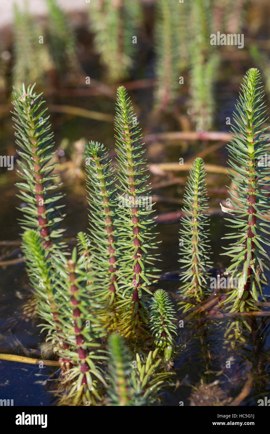 Tannenwedel Tannen-Wedel Tannenwedel,, Gewöhnlicher, Hippuris vulgaris, queue de la Mare commune, mare, la queue de la pesse vulgaire Banque D'Images