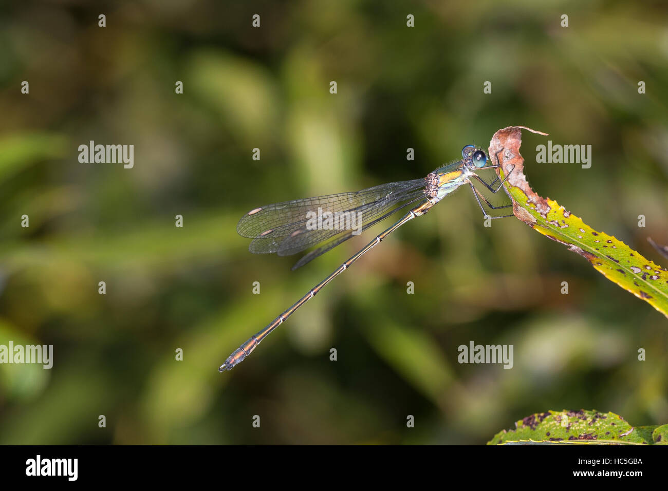 Gemeine, Weidenjungfer Chalcolestes viridis, Männchen, Lestes viridis, Willow Emerald libellule, homme, Binsenjungfer Banque D'Images