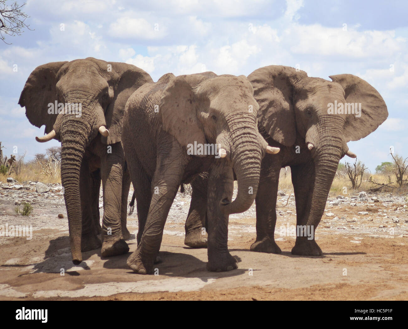 Trois éléphants en Afrique Banque D'Images