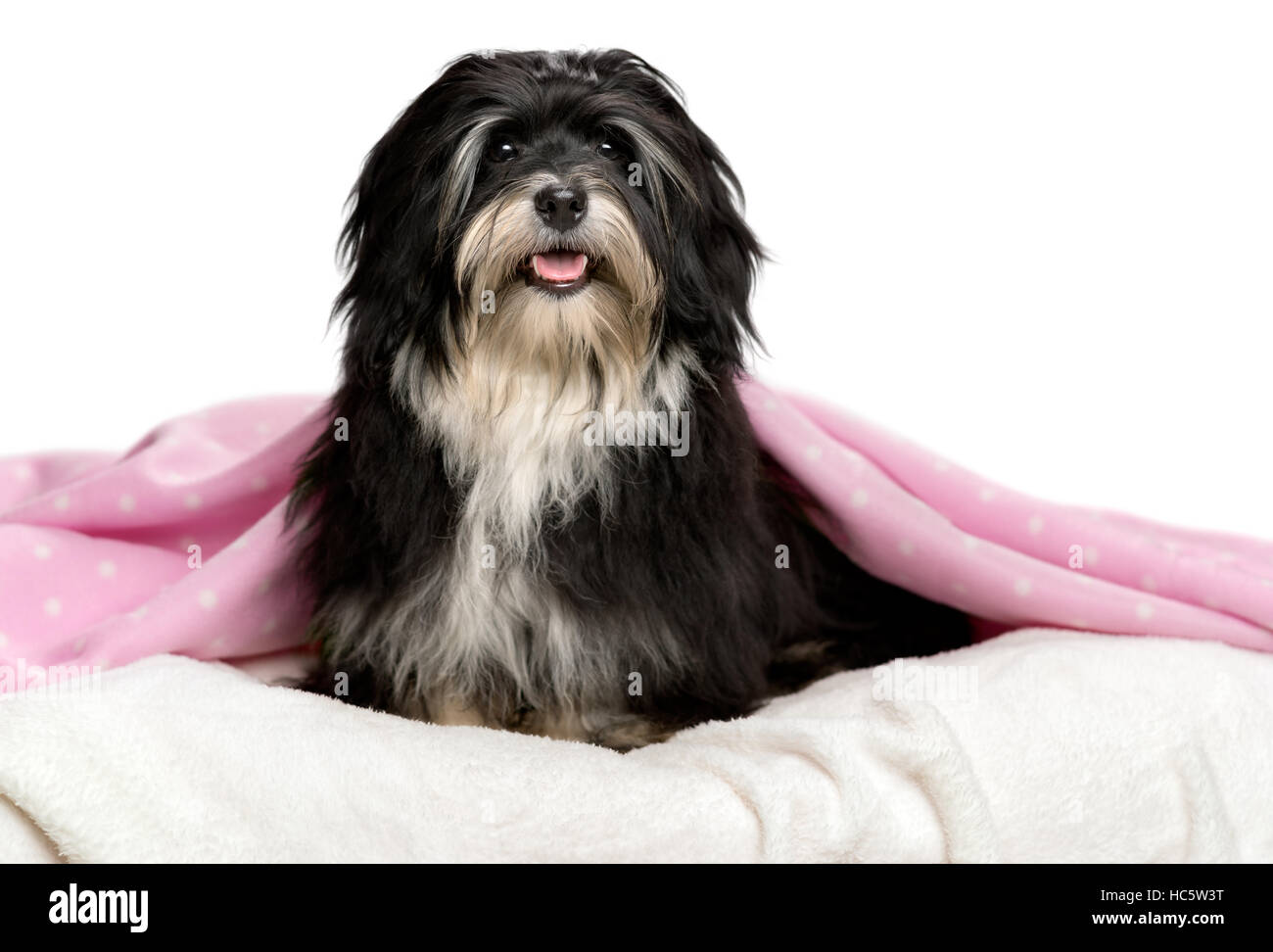 Souriant mignon chien Bichon Havanais est assis dans un lit et face à l'appareil photo Banque D'Images