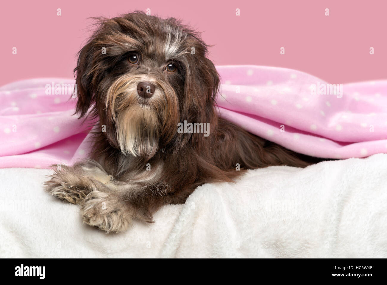 Bichon Havanais marron chien mignon couché dans un lit sous une couverture rose, devant un fond mauve Banque D'Images