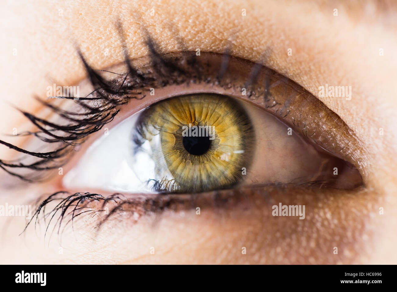 Belle femme eye against white background Banque D'Images