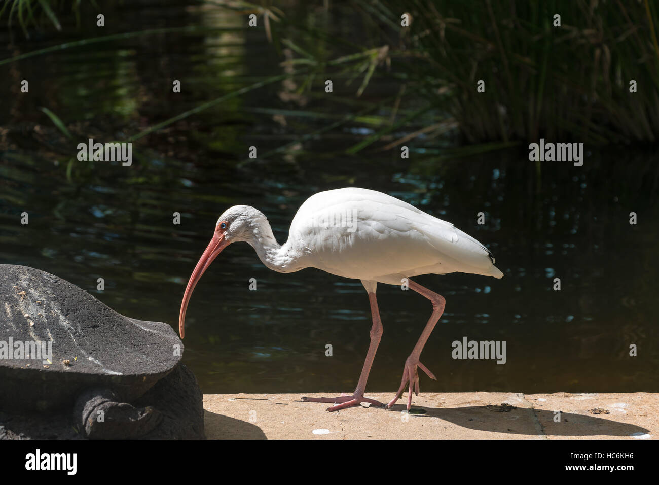 Un Ibis blanc oiseau, souvent vu en Floride Banque D'Images