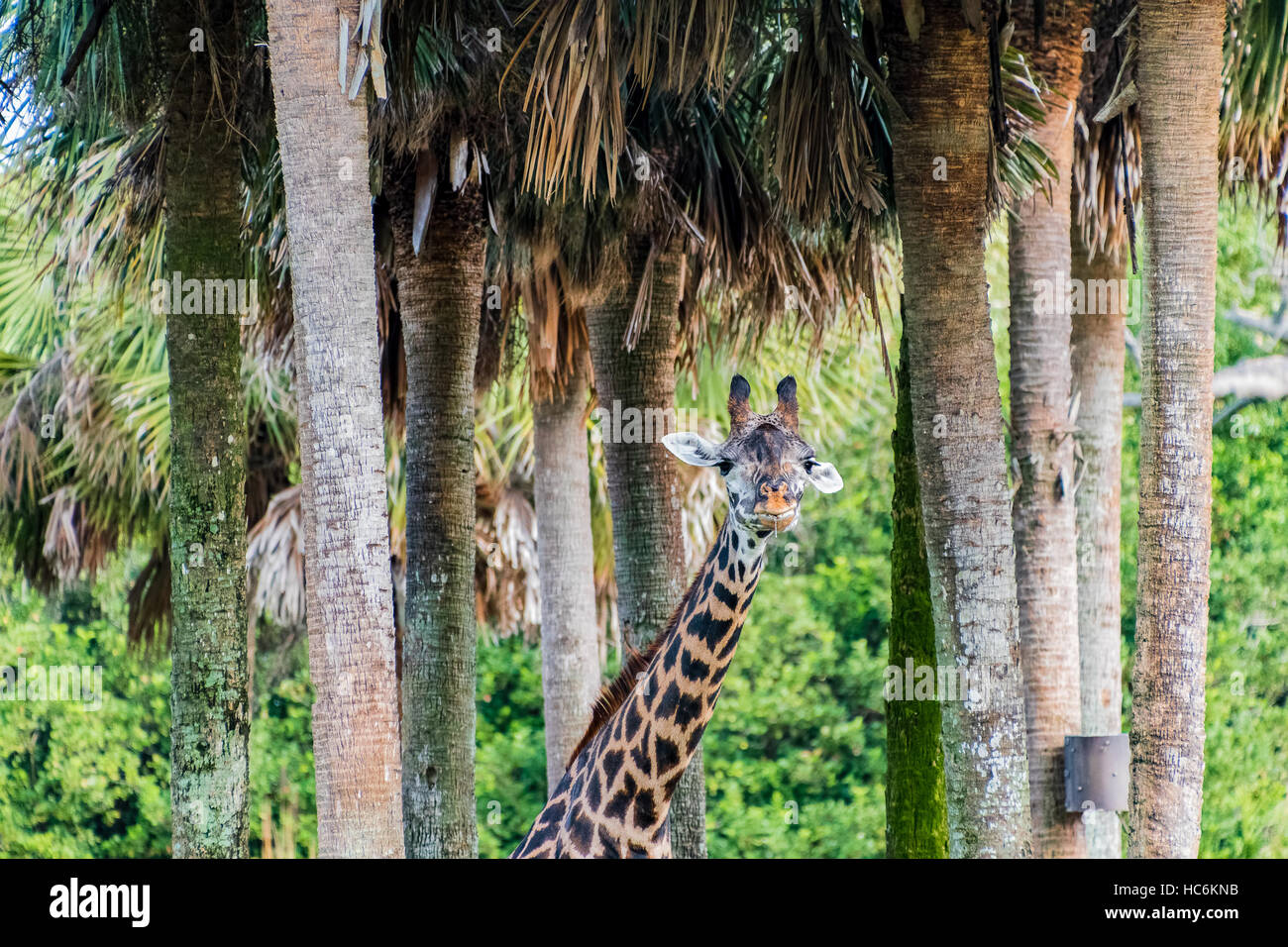 Giraffe réticulée Banque D'Images