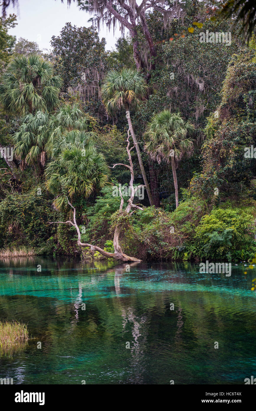 Rainbow Springs State Park à Dunnellon en Floride, cours supérieur de la rivière Arc-en-ciel magnifique. Banque D'Images