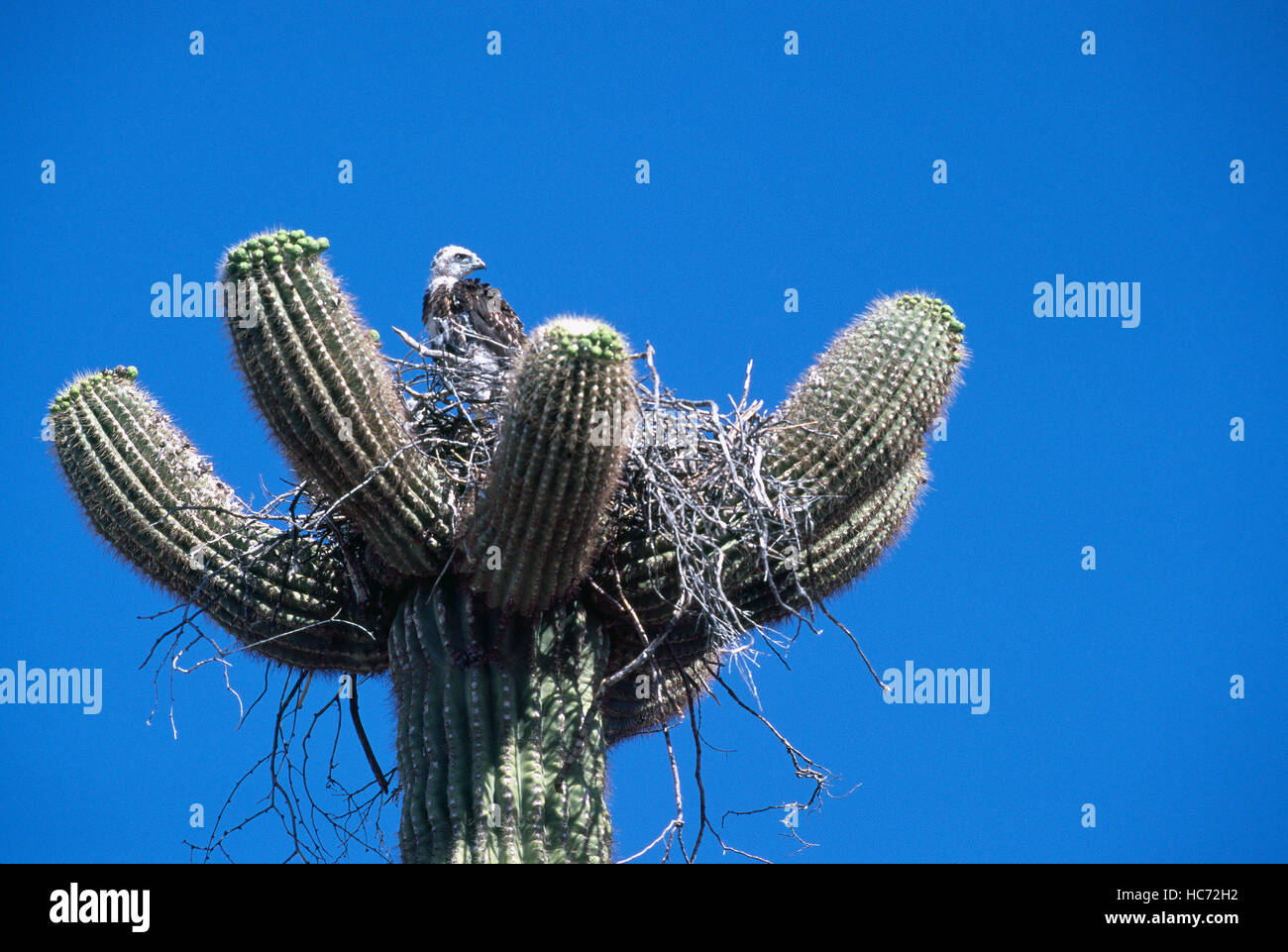 Urubu à tête rouge (Cathartes aura) Poussin assis dans leur nid sur haut de Saguaro Cactus (Carnegiea gigantea), Arizona, USA Banque D'Images