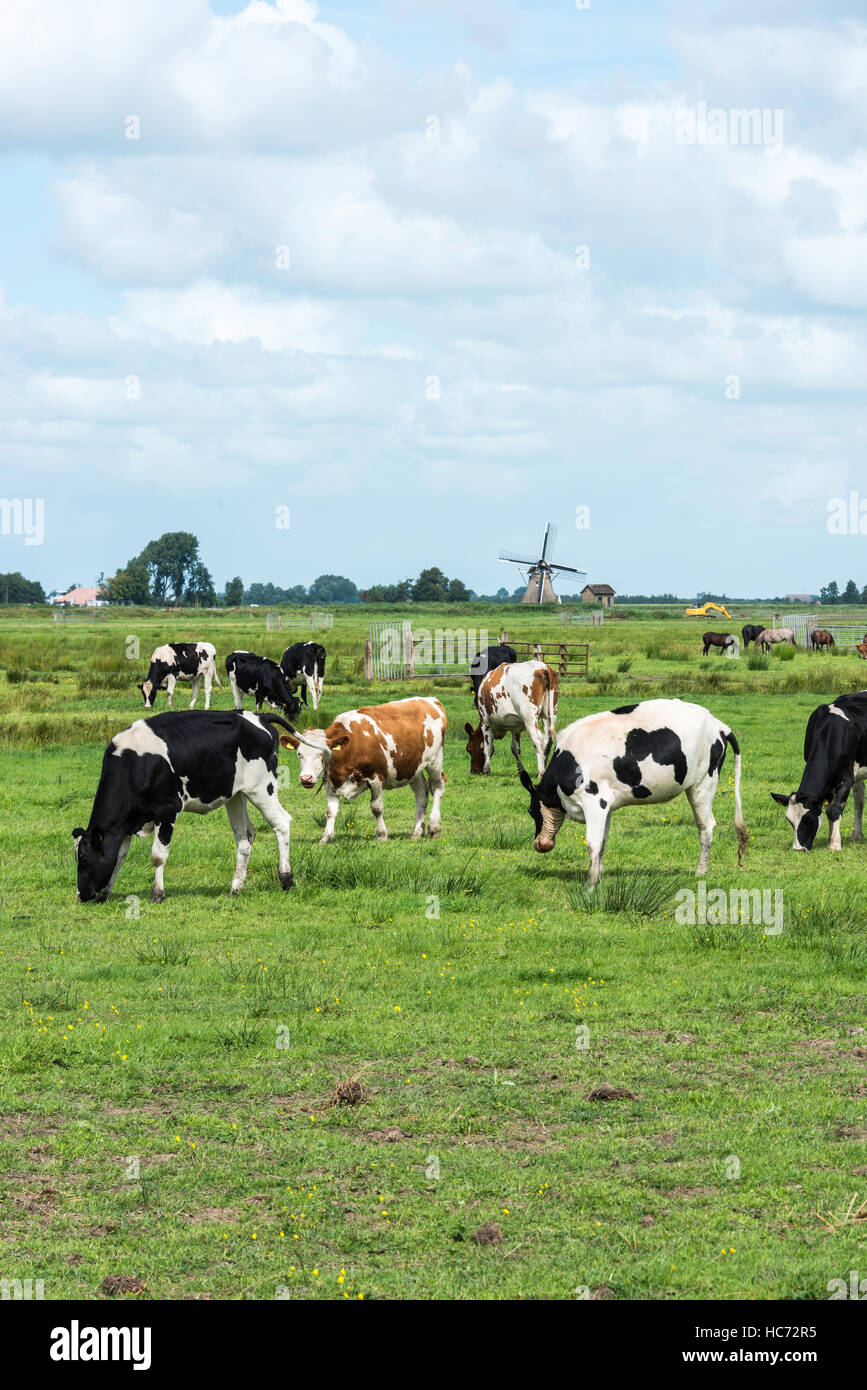 La nature dans la Frise, partie og Pays-bas avec noir et blanc et brwon vaches blanches avec moulin en arrière-plan Banque D'Images