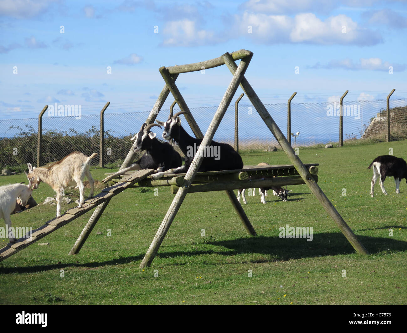 Les chèvres bénéficiant du soleil dans la ferme des animaux sur l'Île de Portland, Dorset, UK Banque D'Images