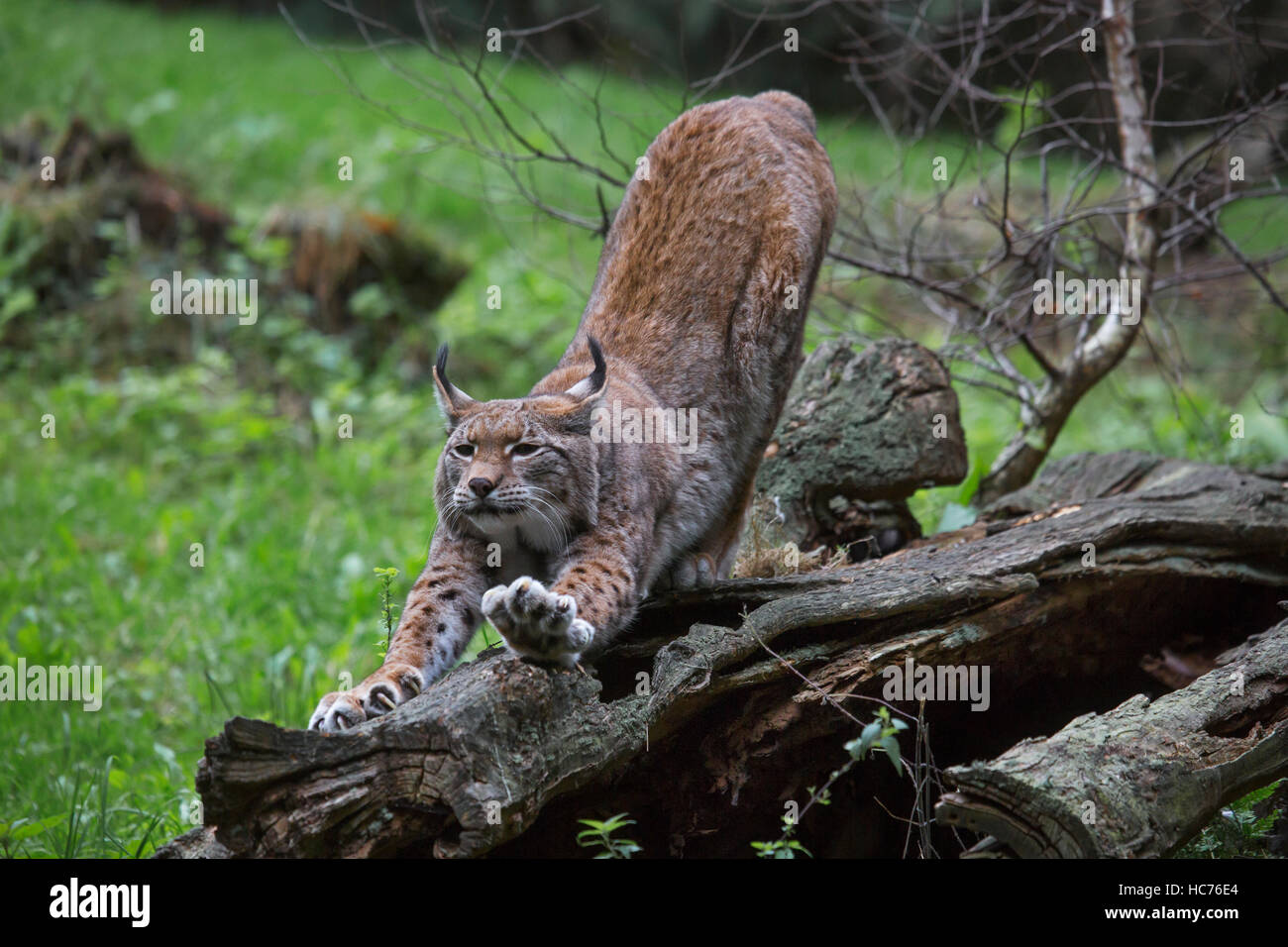 Le lynx eurasien (lynx lynx) l'étirement des membres et des griffes d'affûtage sur tronc d'arbre dans la forêt Banque D'Images
