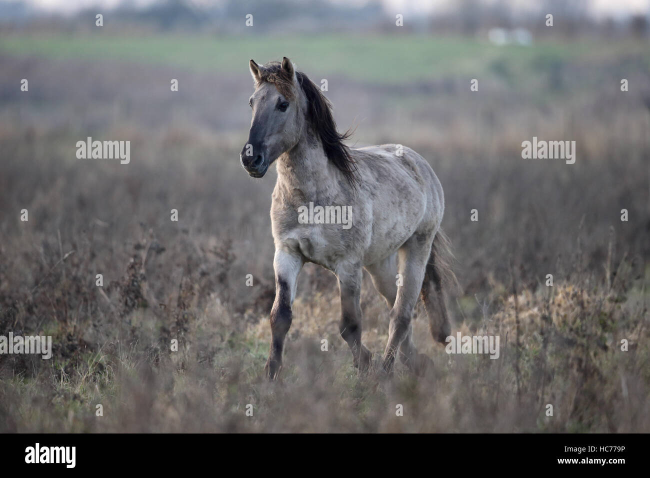 Poney Konik (Equus ferus caballus) Banque D'Images