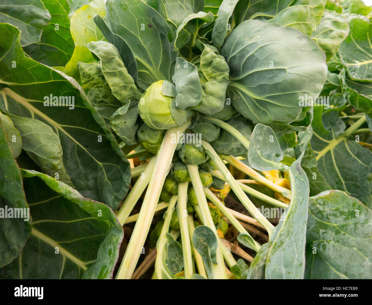 Plante De Chou De Bruxelles Banque D Image Et Photos Alamy