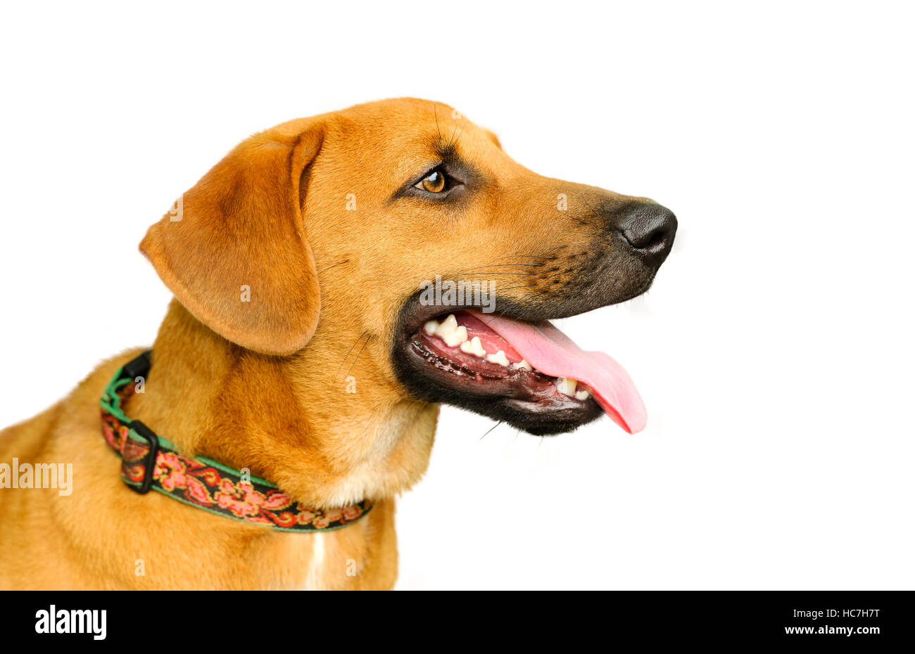 Chien heureux isolé sur blanc est un big brown chien heureux excité et impatient avec sa langue sortir de sa bouche. Banque D'Images