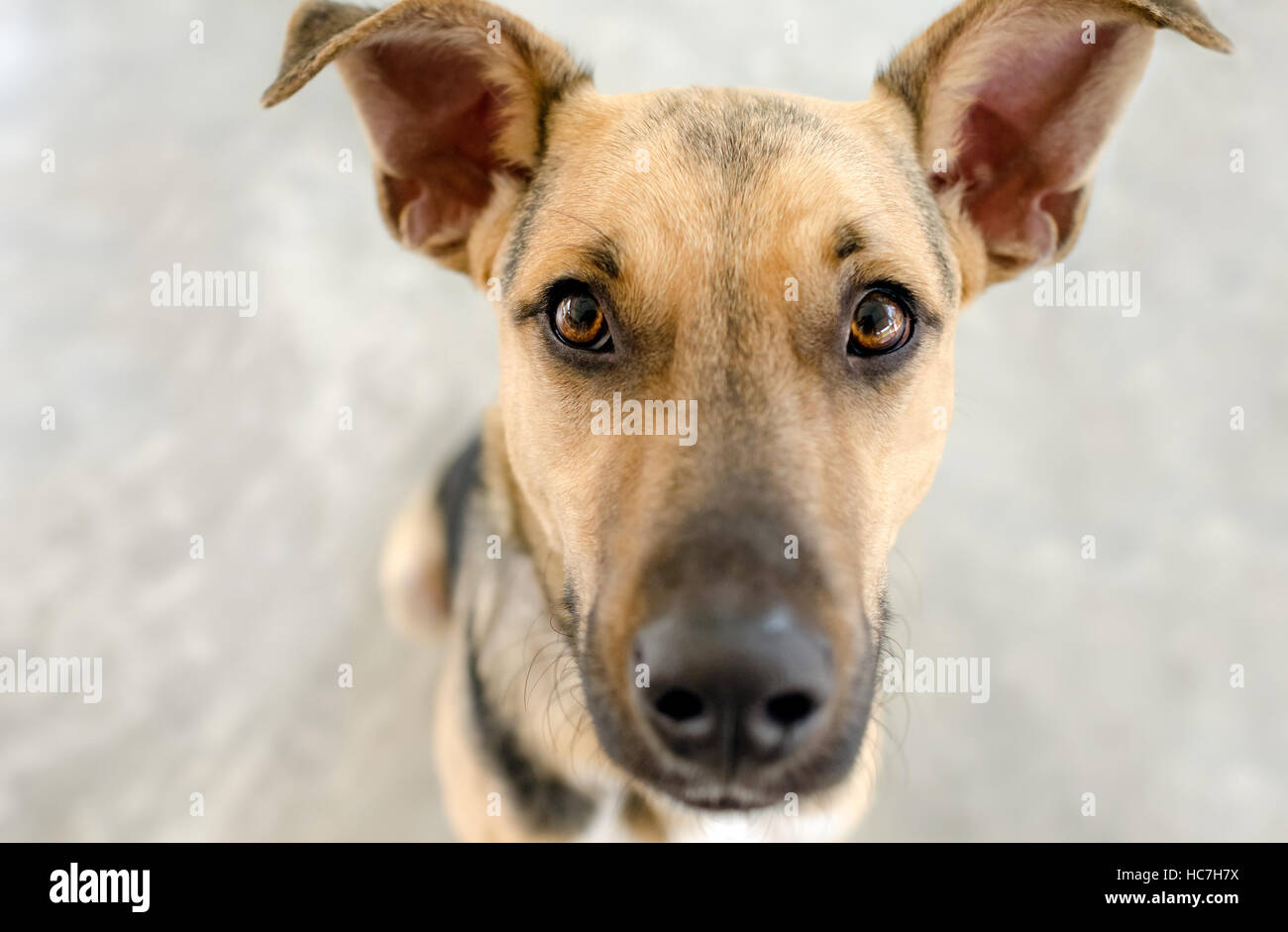 Regard de chien est une grande belle drôles de chien chiot Berger Allemand à droite à vous avec ces grands yeux bruns. Banque D'Images