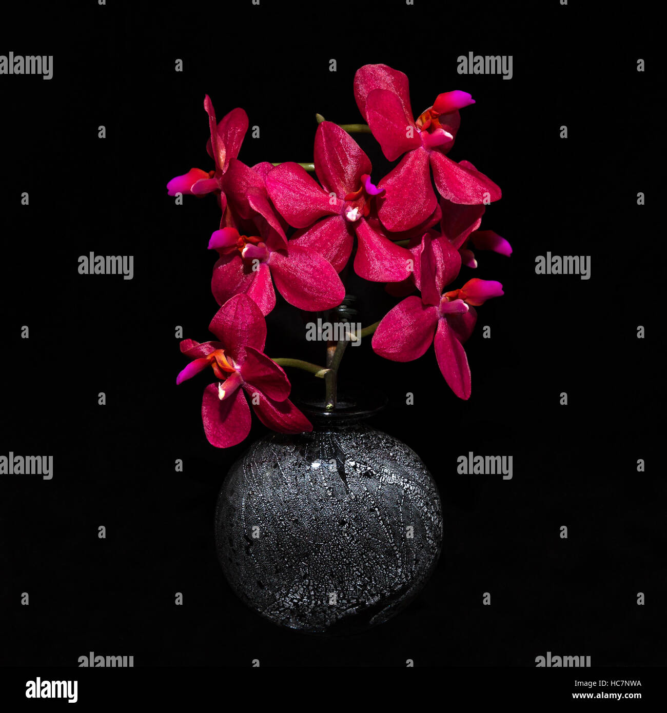 Bouquet d'orchidées pourpres dans un vase noir sur fond noir Banque D'Images