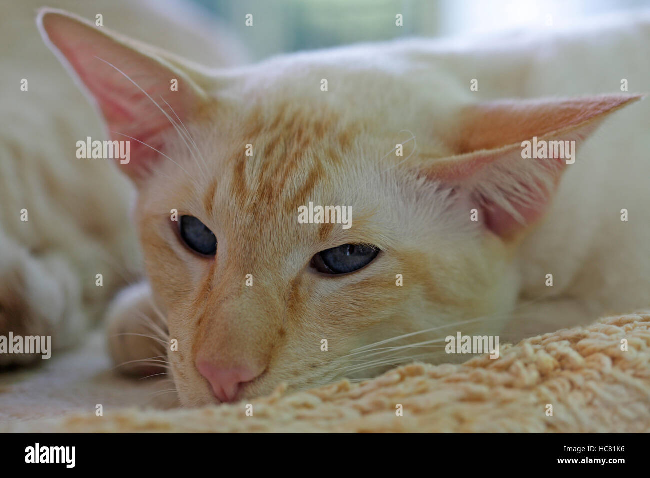 Close Up D Un Chat Siamois Red Point Photo Stock Alamy