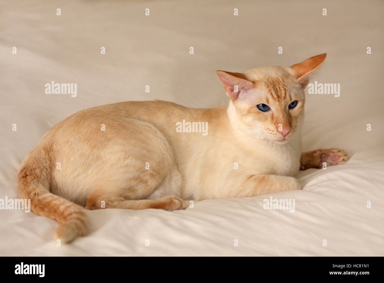 Close Up D Un Chat Siamois Red Point Photo Stock Alamy