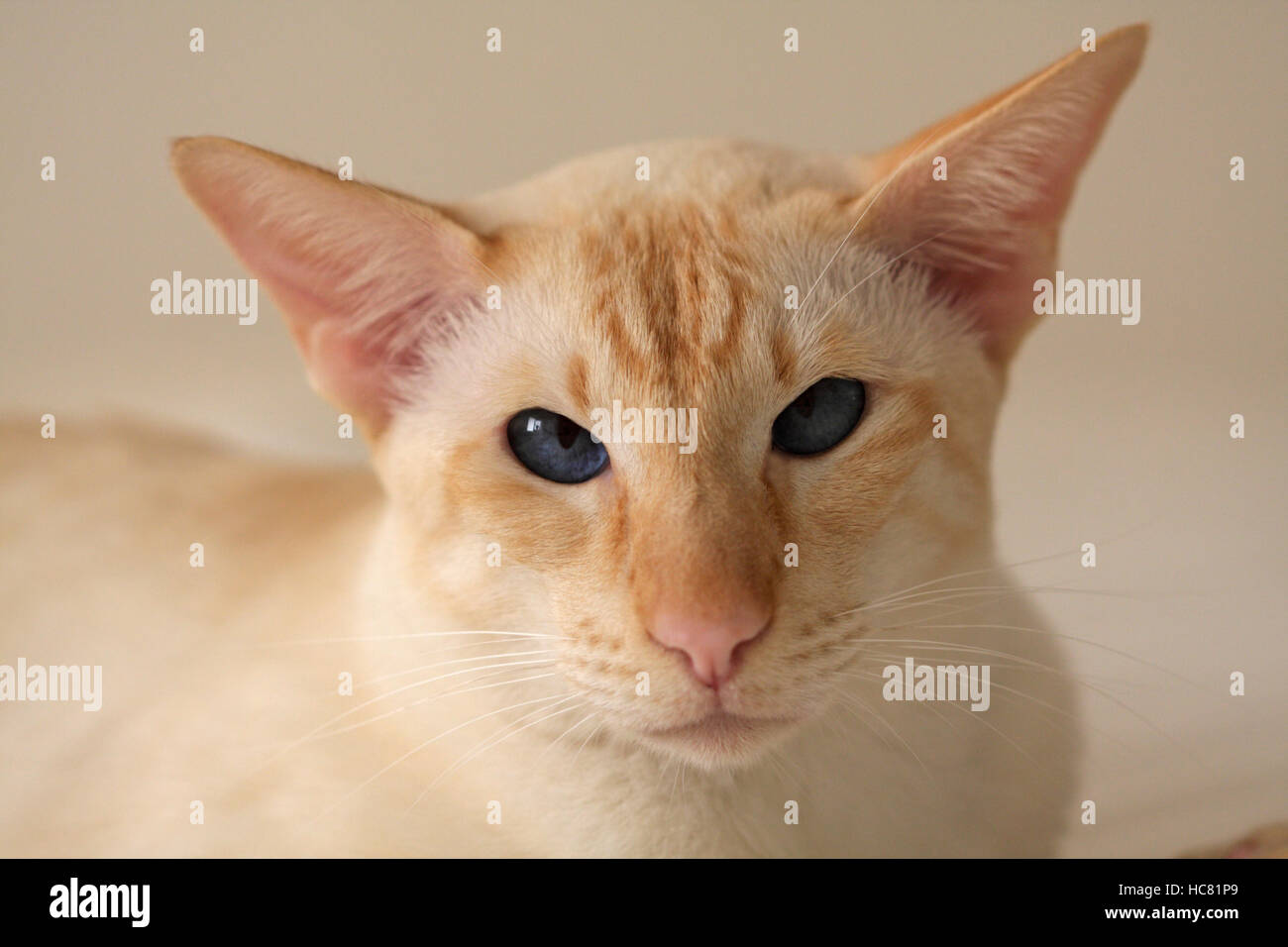 Close Up D Un Chat Siamois Red Point Photo Stock Alamy
