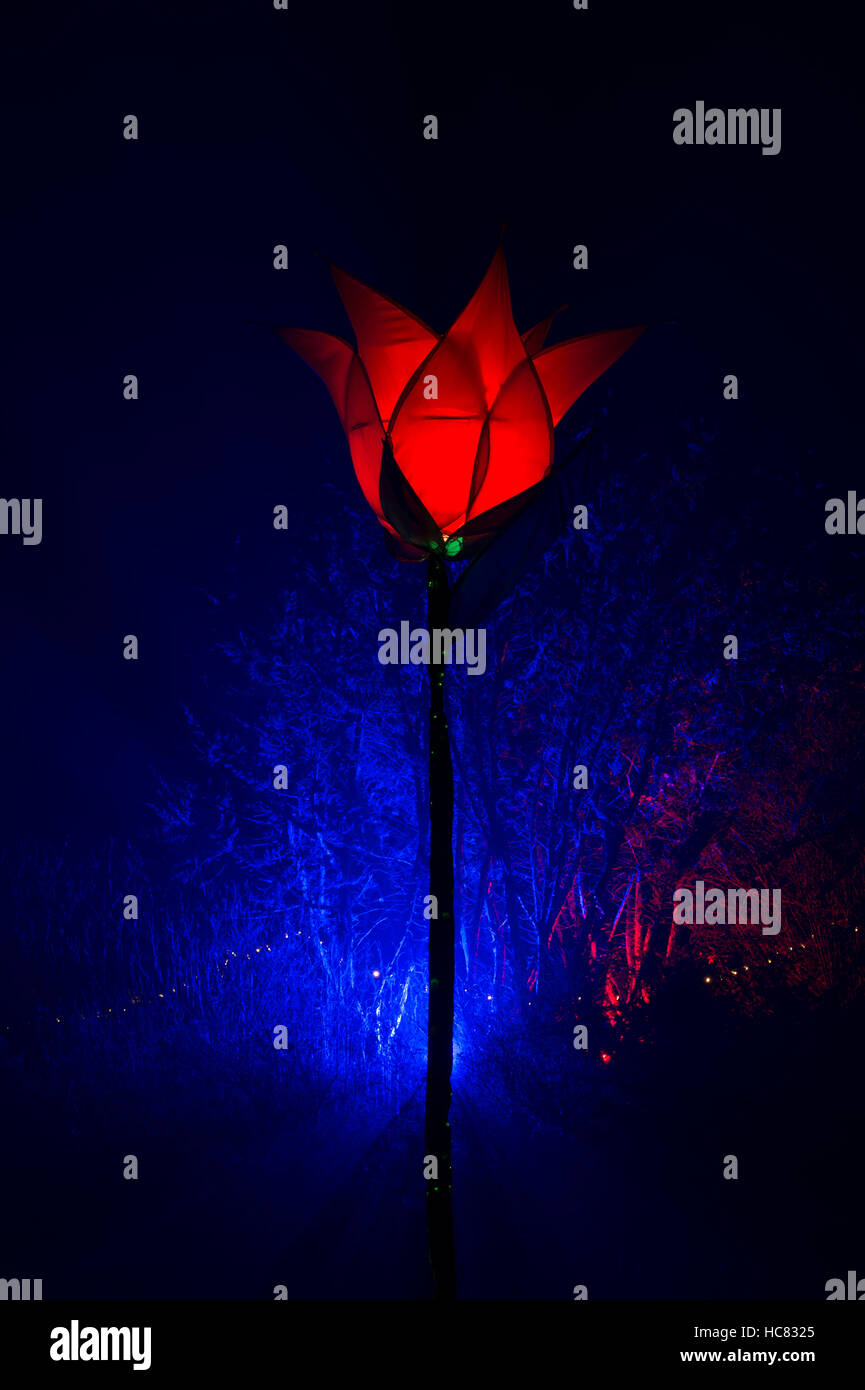 Tulip Noël lumières à RHS Wisley Gardens, Surrey, Angleterre. Bougies de Noël 2016 Festival Banque D'Images