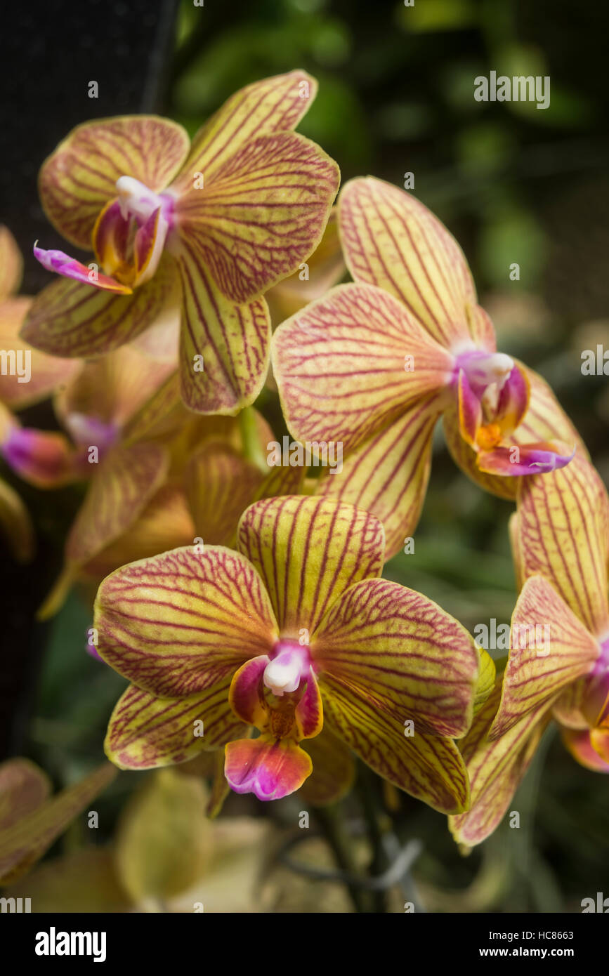 Tigre rouge et jaune orchidées Banque D'Images
