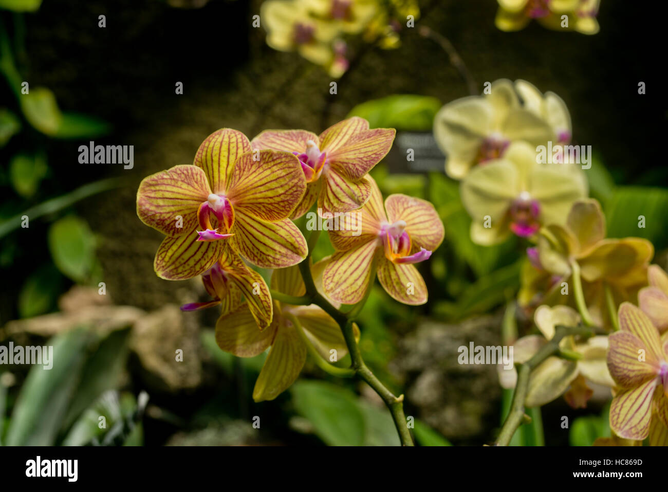 Tigre rouge et jaune orchidées Banque D'Images
