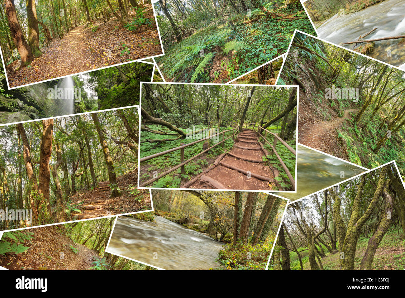 Belle pile collage de photos de la forêt tropicale. La version 3. Banque D'Images