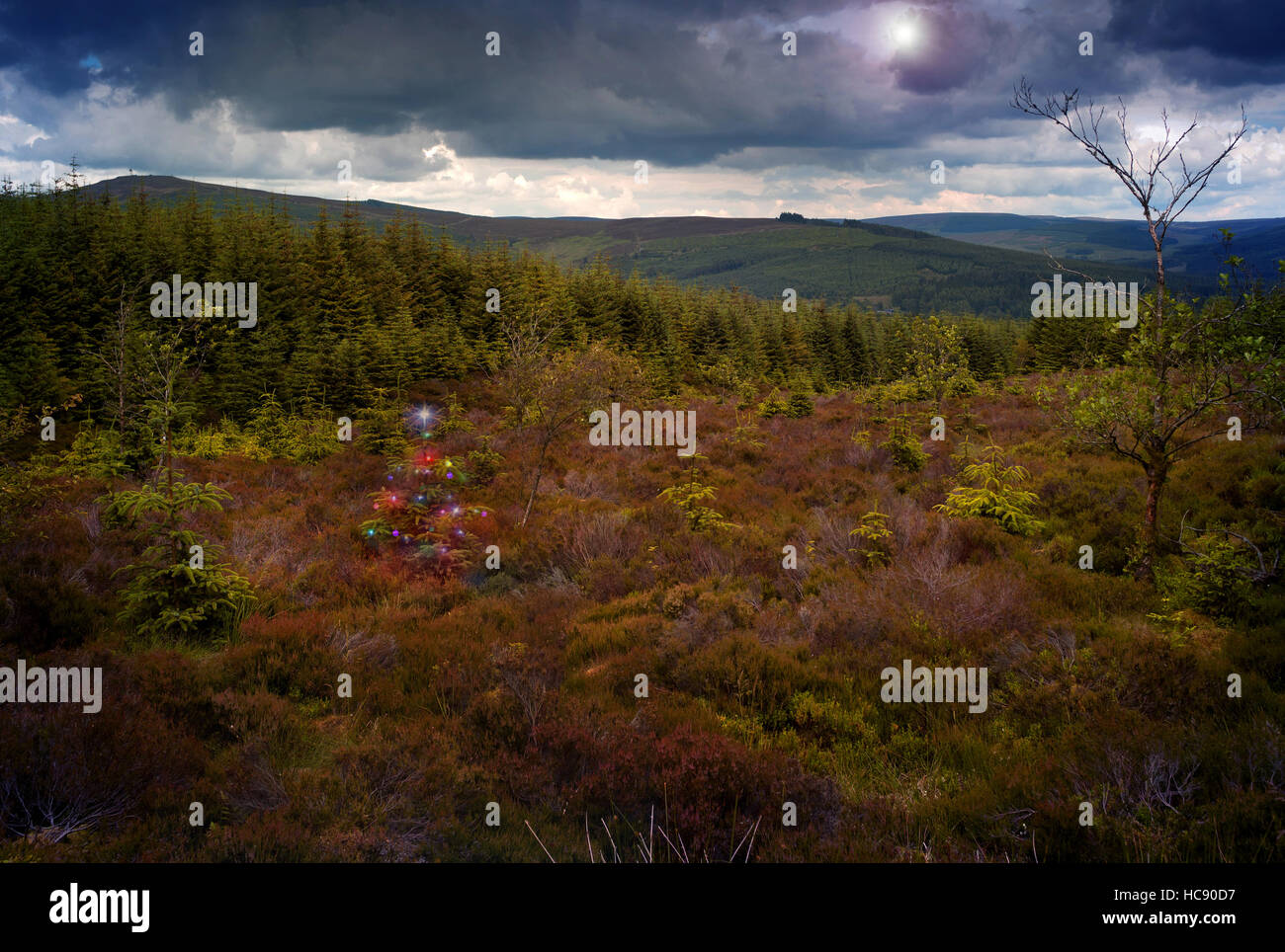 Arbre de Noël avec des lumières dans la forêt de Kielder Banque D'Images