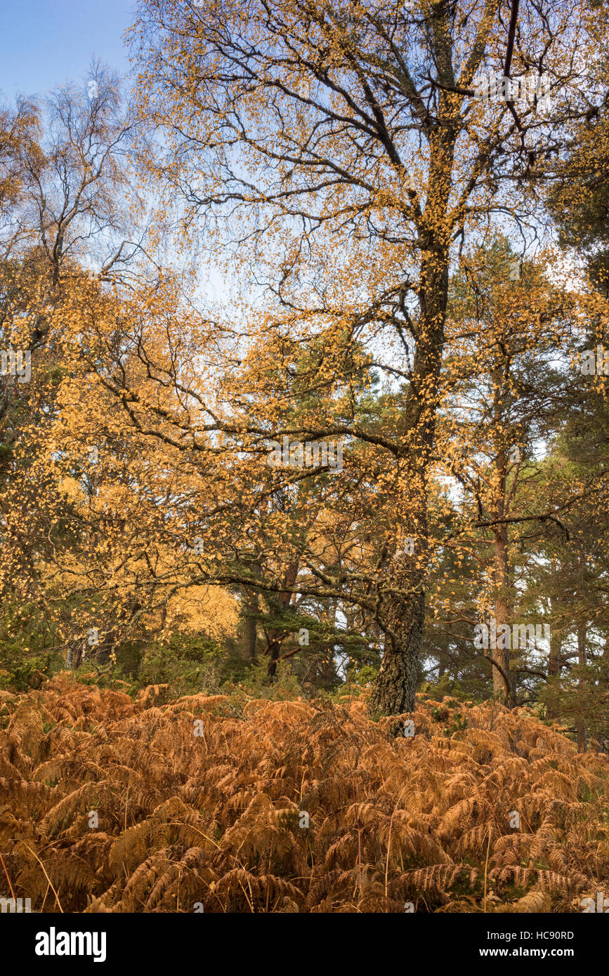 Les arbres d'automne et de fougères à Loch an Eilein en Ecosse. Banque D'Images