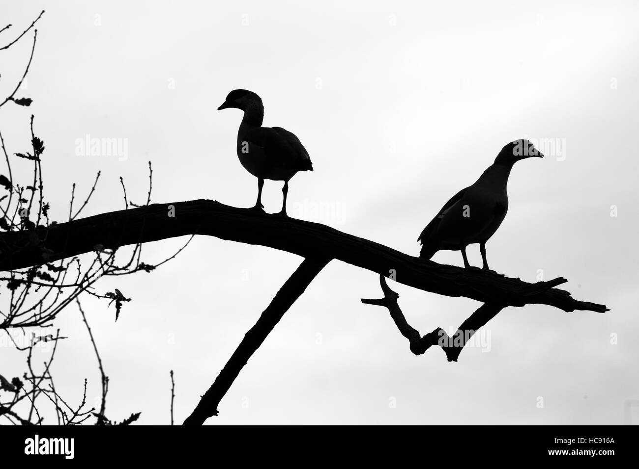Egyptian goose Alopochen aegyptiacus à propos de se percher sur une soirée d'automne Banque D'Images