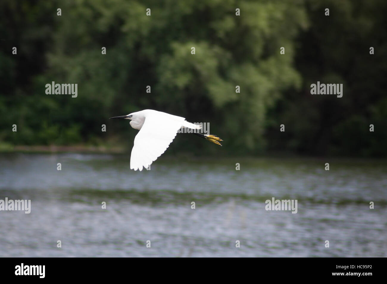 Oiseau héron voler au-dessus de l'eau de lac Banque D'Images