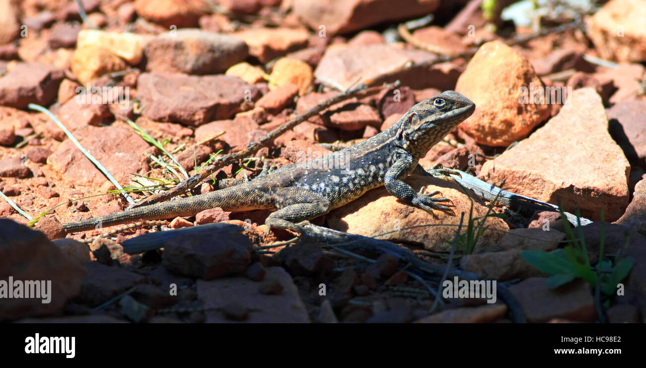 Outback Dragon Flinders en Australie Australie du Sud Banque D'Images