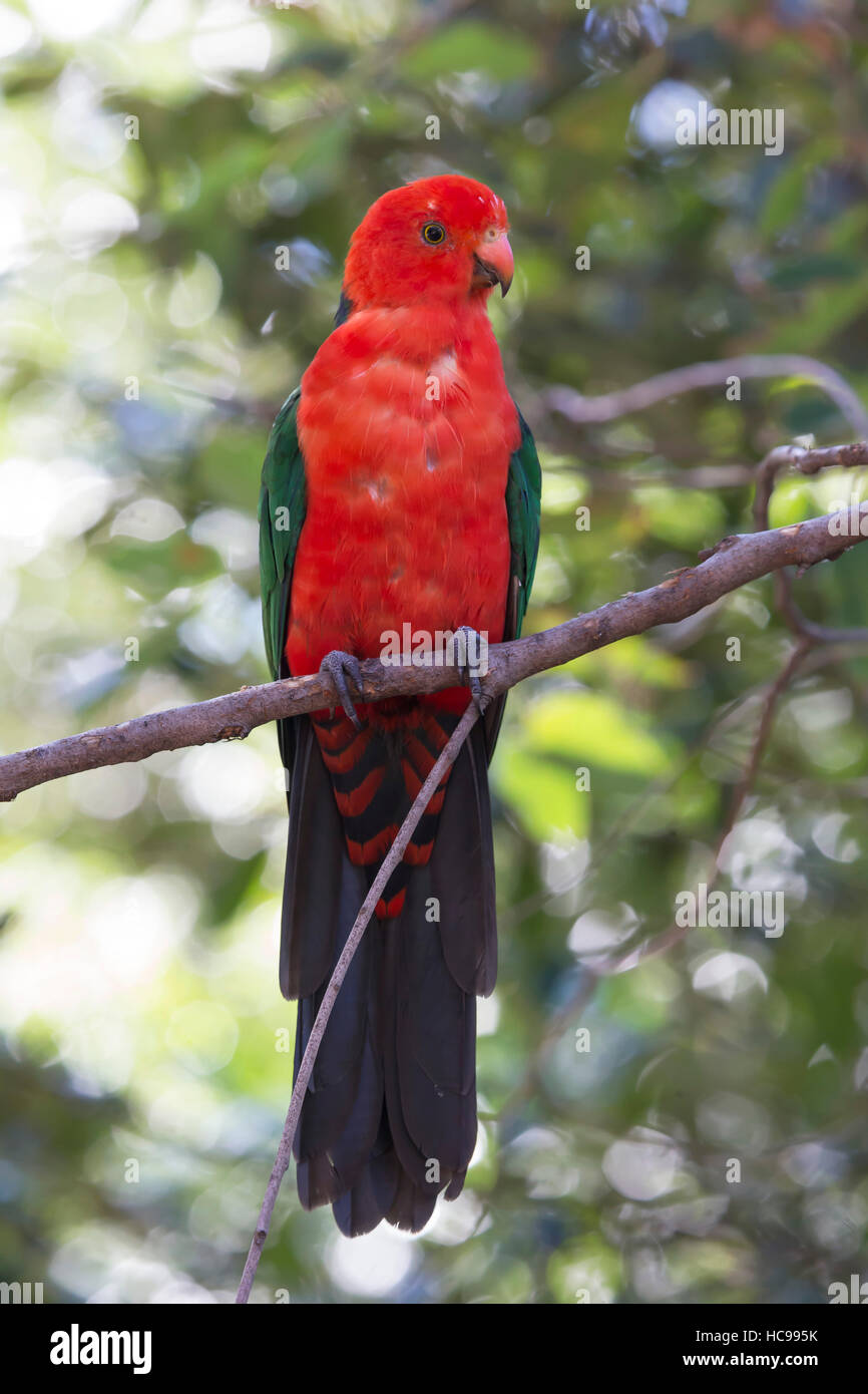 Un Australien en mue (Alisterus scapularis King Parrot) dans un arbre. Banque D'Images