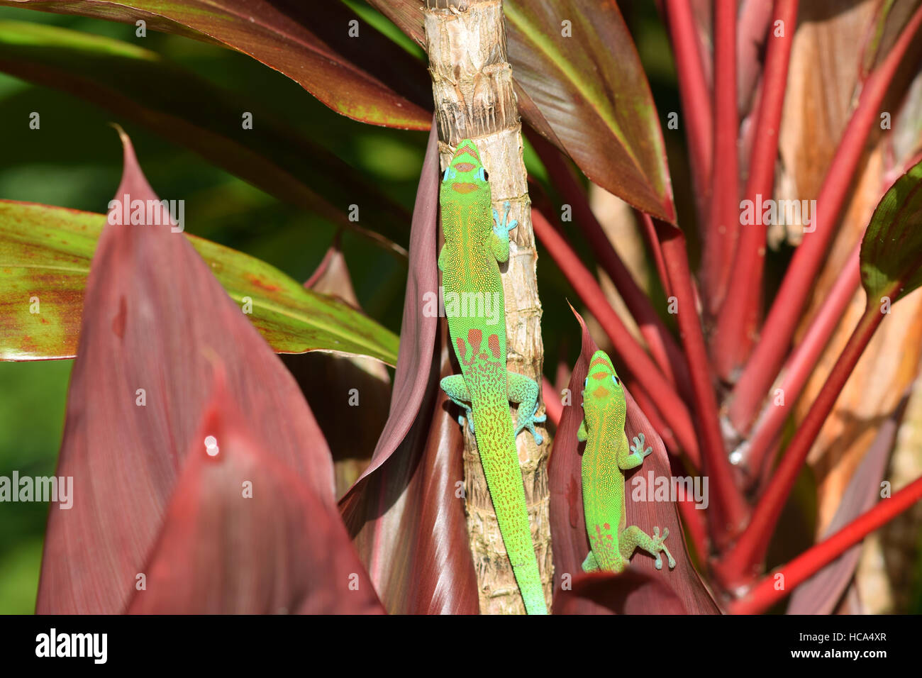 Deux gold dust day geckos dans un jardin à Hawaï Banque D'Images