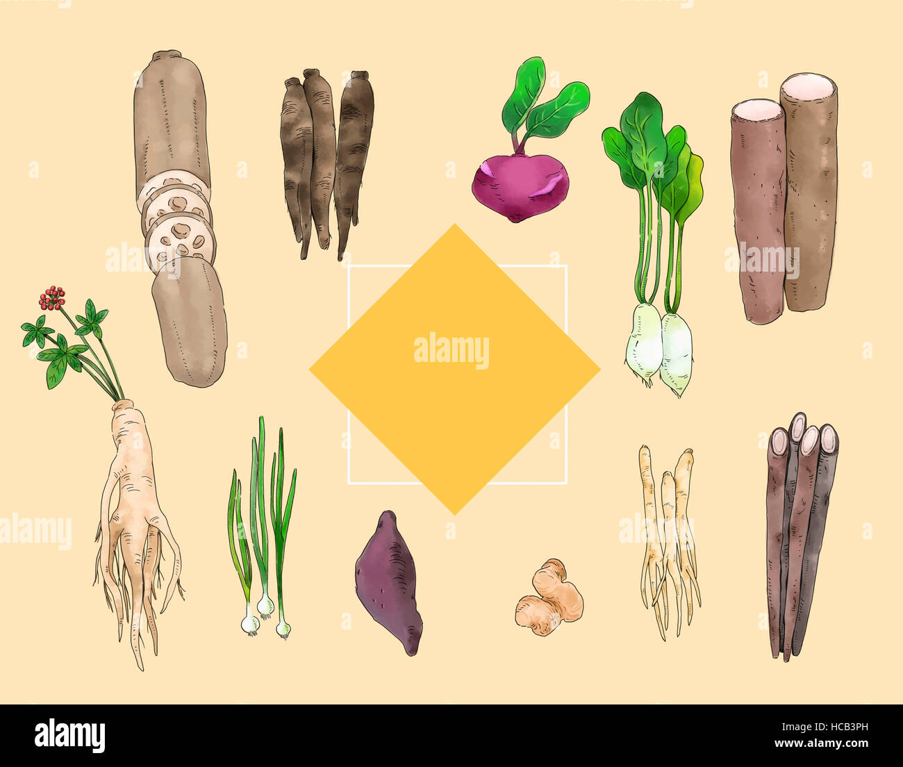 Divers types de légumes racines à l'illustration Banque D'Images