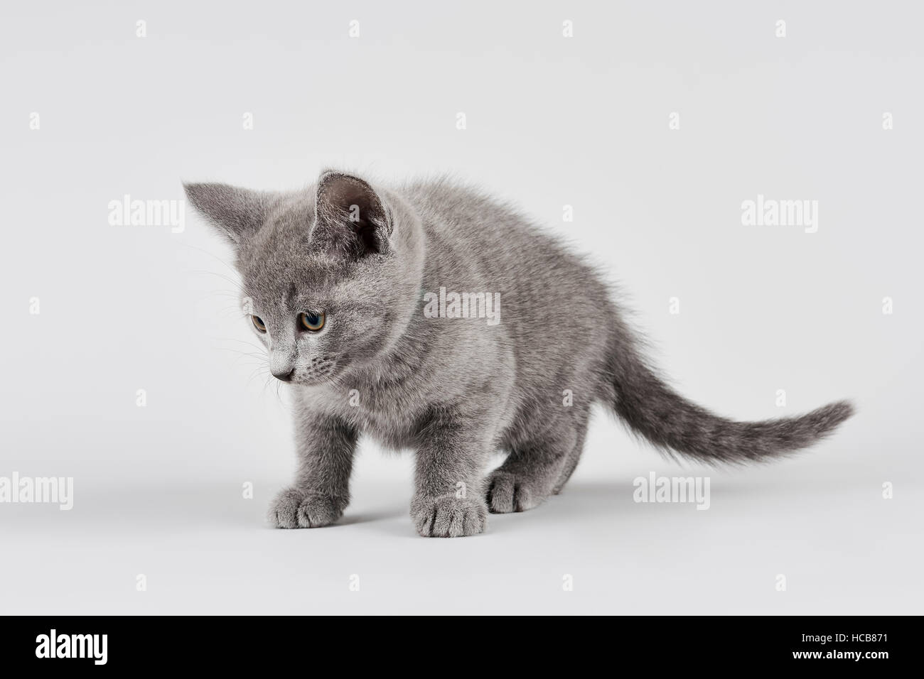 Chat de race, Bleu Russe, chaton, l'âge de 8 semaines, fond blanc Banque D'Images