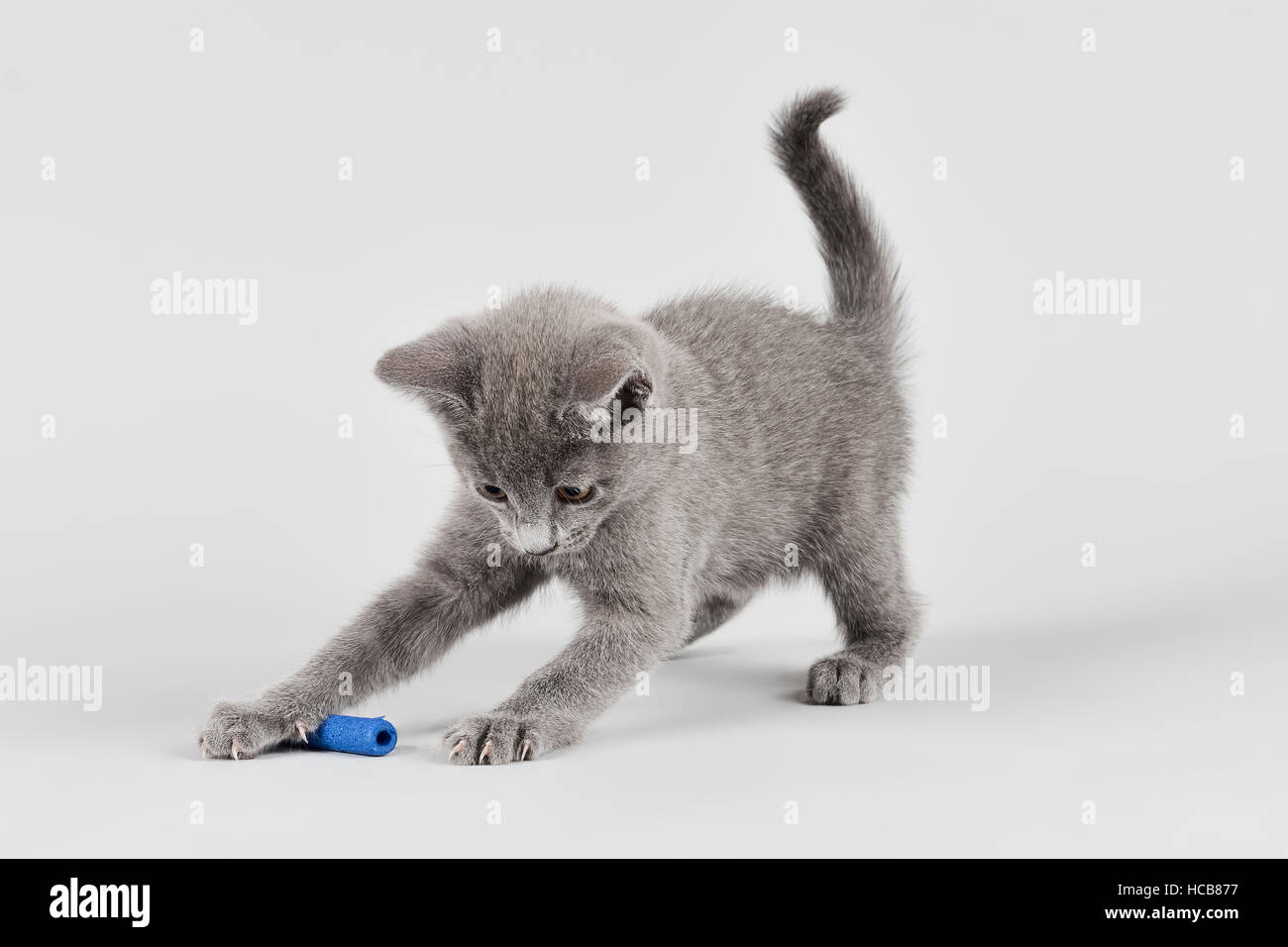 Chat de race, Bleu Russe, chaton, l'âge de 8 semaines, fond blanc Banque D'Images