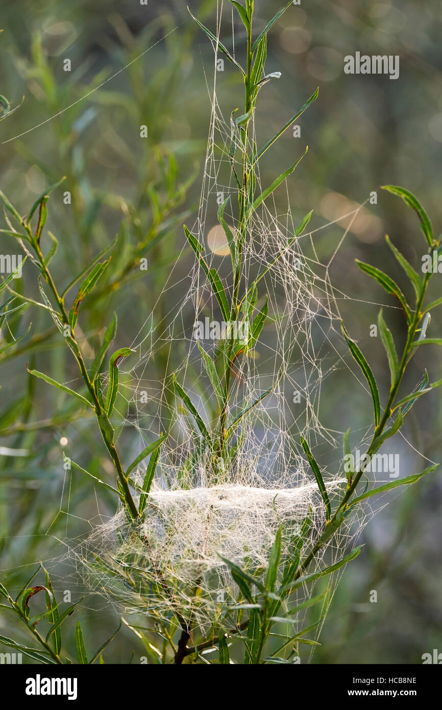 Fiche de Web Weaver (des Agelenidae) à willows, l'Isar, Upper Bavaria, Bavaria, Germany Banque D'Images