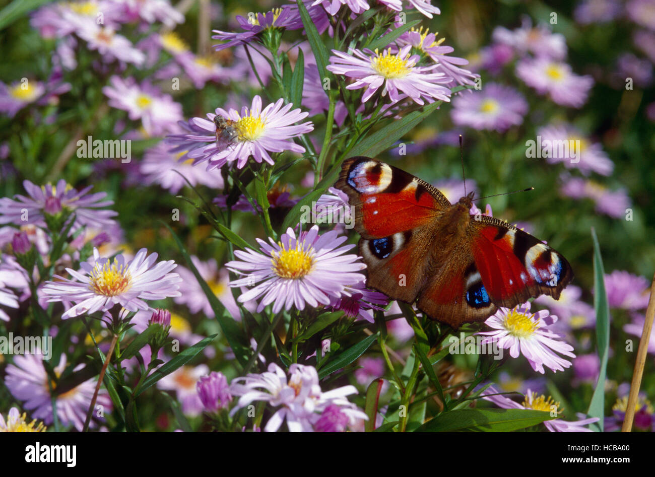 Papillon paon européen (Inachis io) dans une prairie avec des fleurs Marguerites Michaelmas européenne (Aster amellus L.) Banque D'Images