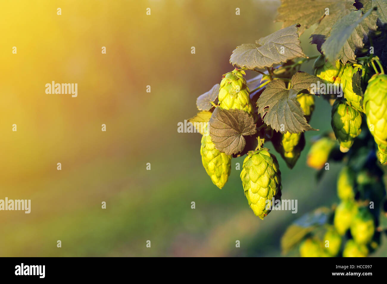 Le houblon vert, éclairé par un soleil chaud light Banque D'Images