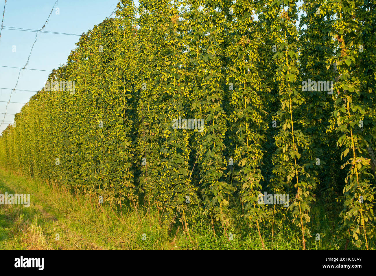 Champ de houblon vert par une belle journée ensoleillée Banque D'Images
