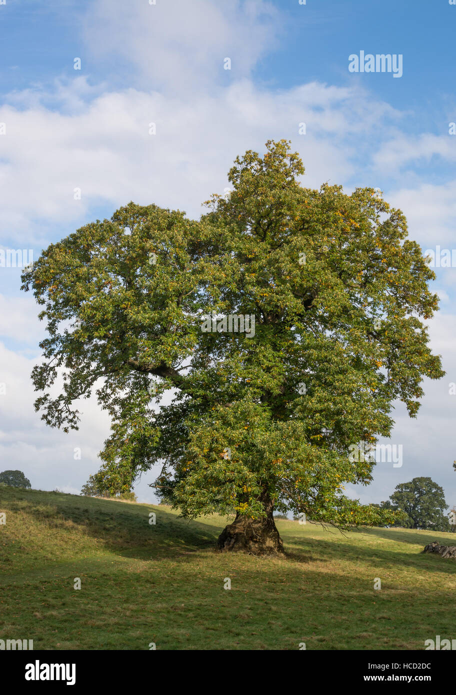Sweet Chestnut Tree - Castanea sativa Banque D'Images