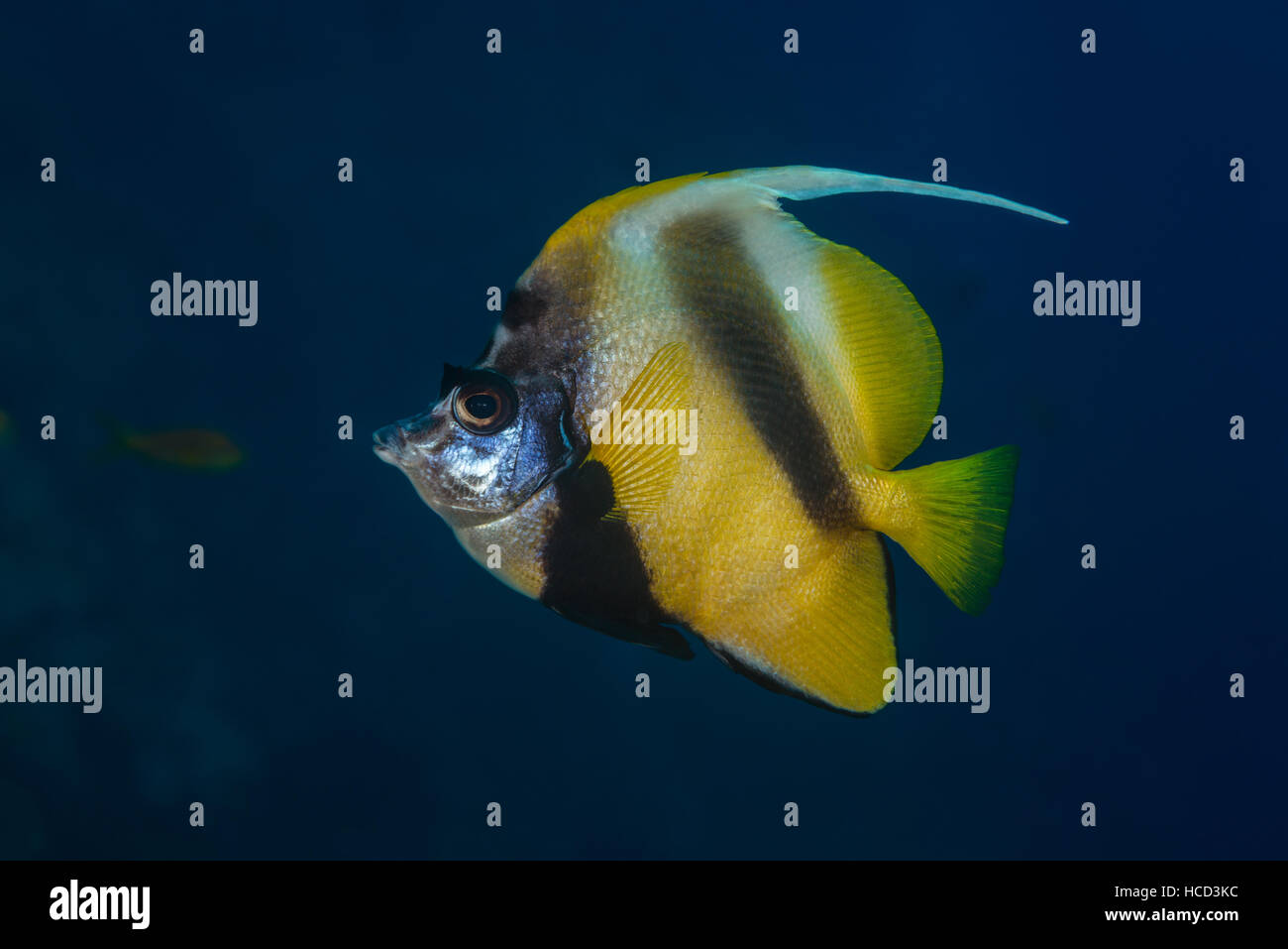 À côté d'un profil d'identification sur Red Sea bannerfish (Heniochus intermedius) Banque D'Images