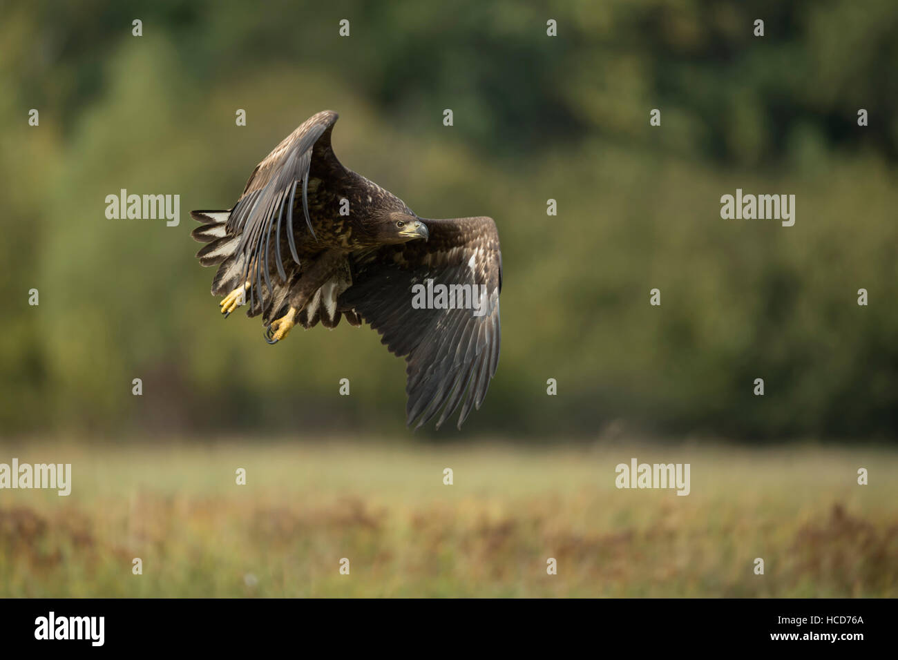 Aigle à queue blanche / aigle de mer ( Haliaeetus albicilla ), jeune, décollant, en vol puissant devant la lisière d'une forêt, faune, Europe. Banque D'Images