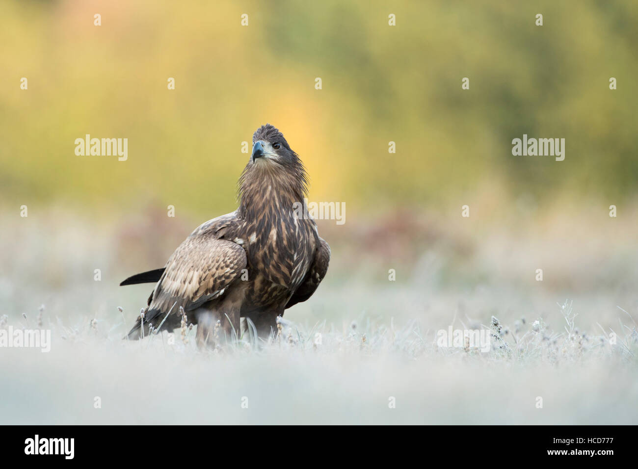 Aigle à queue blanche / aigle de mer ( Haliaeetus albicilla ), oiseau subadulte, assis sur des prairies gelées, observant attentivement autour, la faune, l'Europe. Banque D'Images