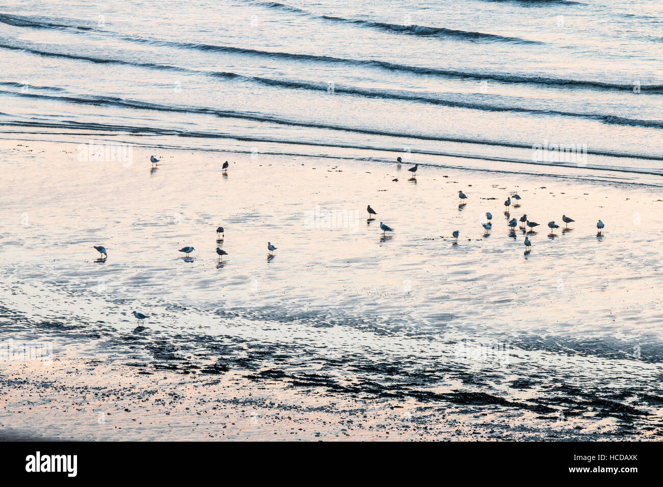 Mer, à distance de tir permanent de mouettes dans l'eau de mer avec de petites vagues entrée en rive. Rétro-éclairé, au cours de l'aube. Banque D'Images